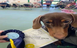Miniature Dachshund dogs for stud: Proven mini dachshund for stud - Image 2