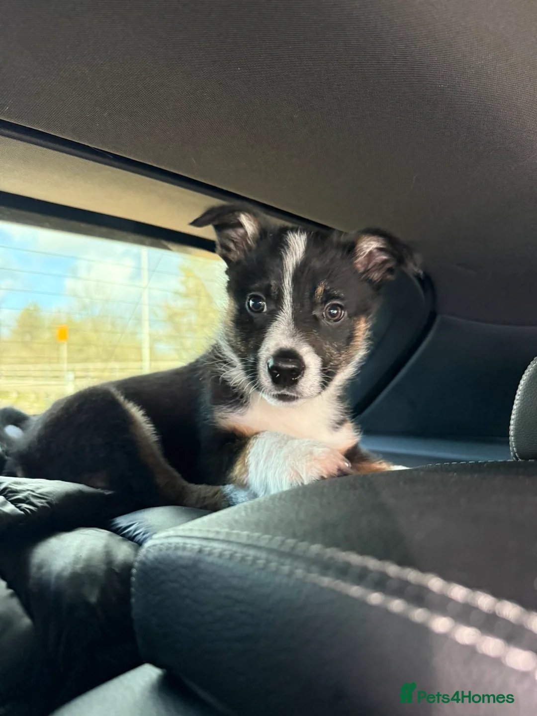 Border Collie dogs for sale: Border collie in Walsall - Advert 1