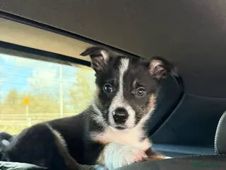 Border Collie dogs Border collie - Advert 1