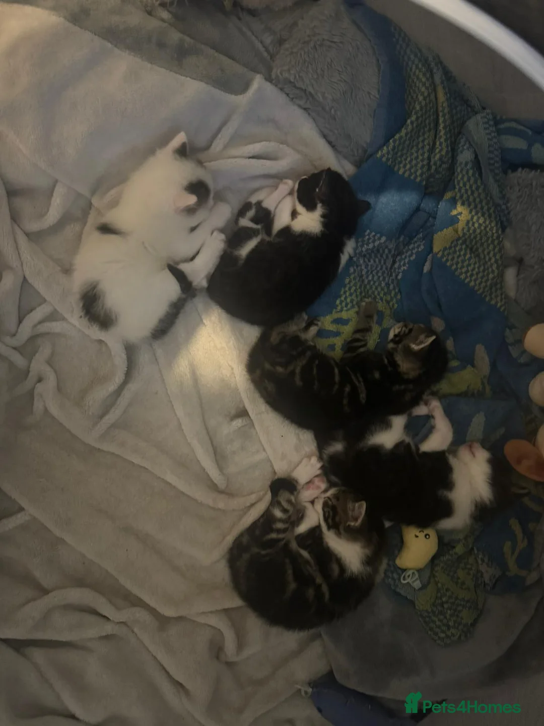 Mixed Breed cats for sale: 4 mixed bread kittens  in Sheerness - Advert 7