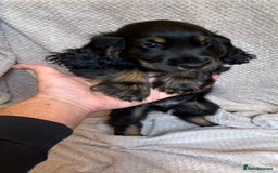 Cocker Spaniel dogs for sale: Show type cocker spaniels puppies  - Image 6