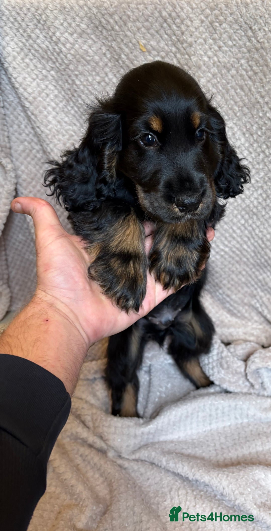 Cocker Spaniel dogs for sale: Show type cocker spaniels puppies  - Image 6