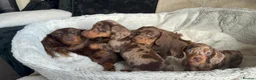 Dachshund dogs for sale: 3ADORABLE PUPPIES LOOKING FOR THEIR FOREVER HOMES! - Advert 5