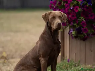 Labrador Retriever dogs WAITING LIST - KC Reg Chocolate Puppies - Advert 3