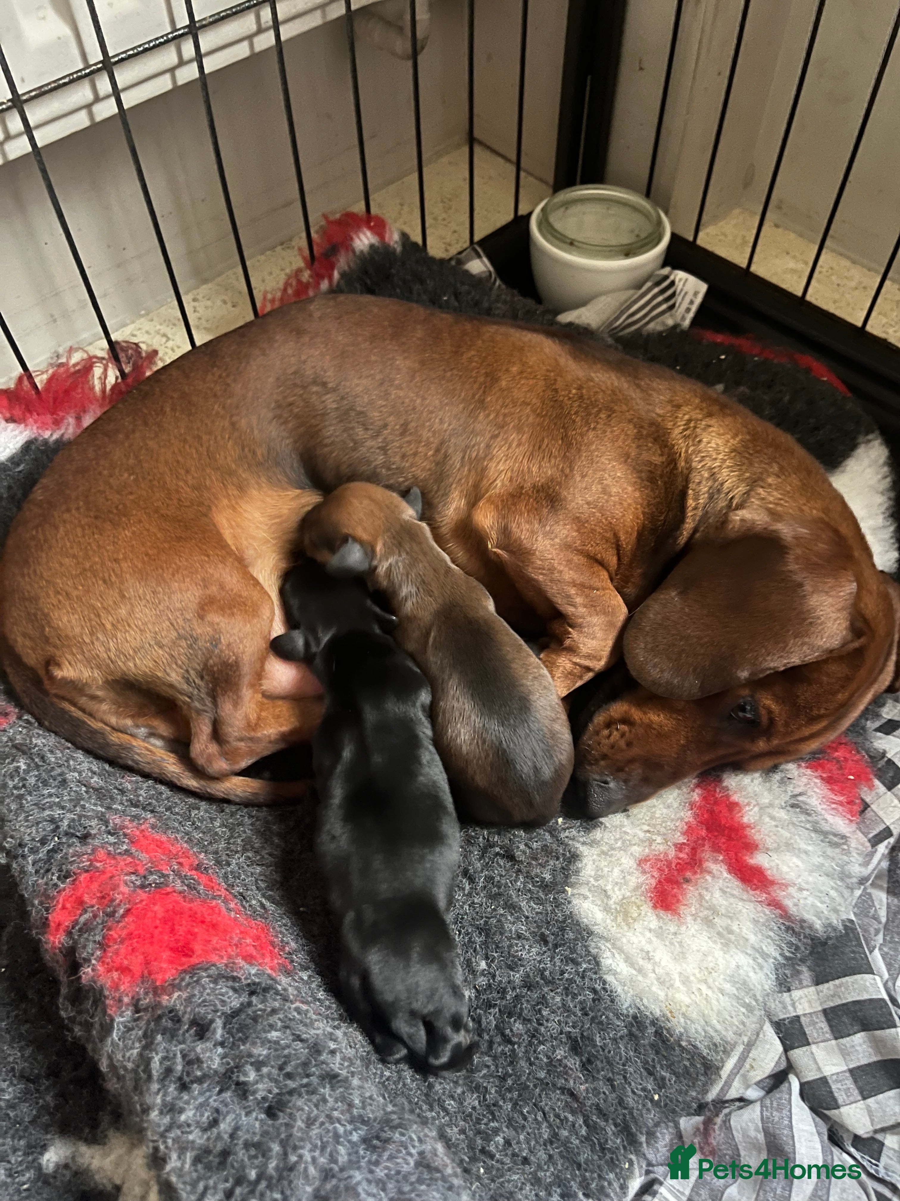 Miniature Dachshund dogs 💕Ready Now Minature Dachshund 💕 - Advert 11