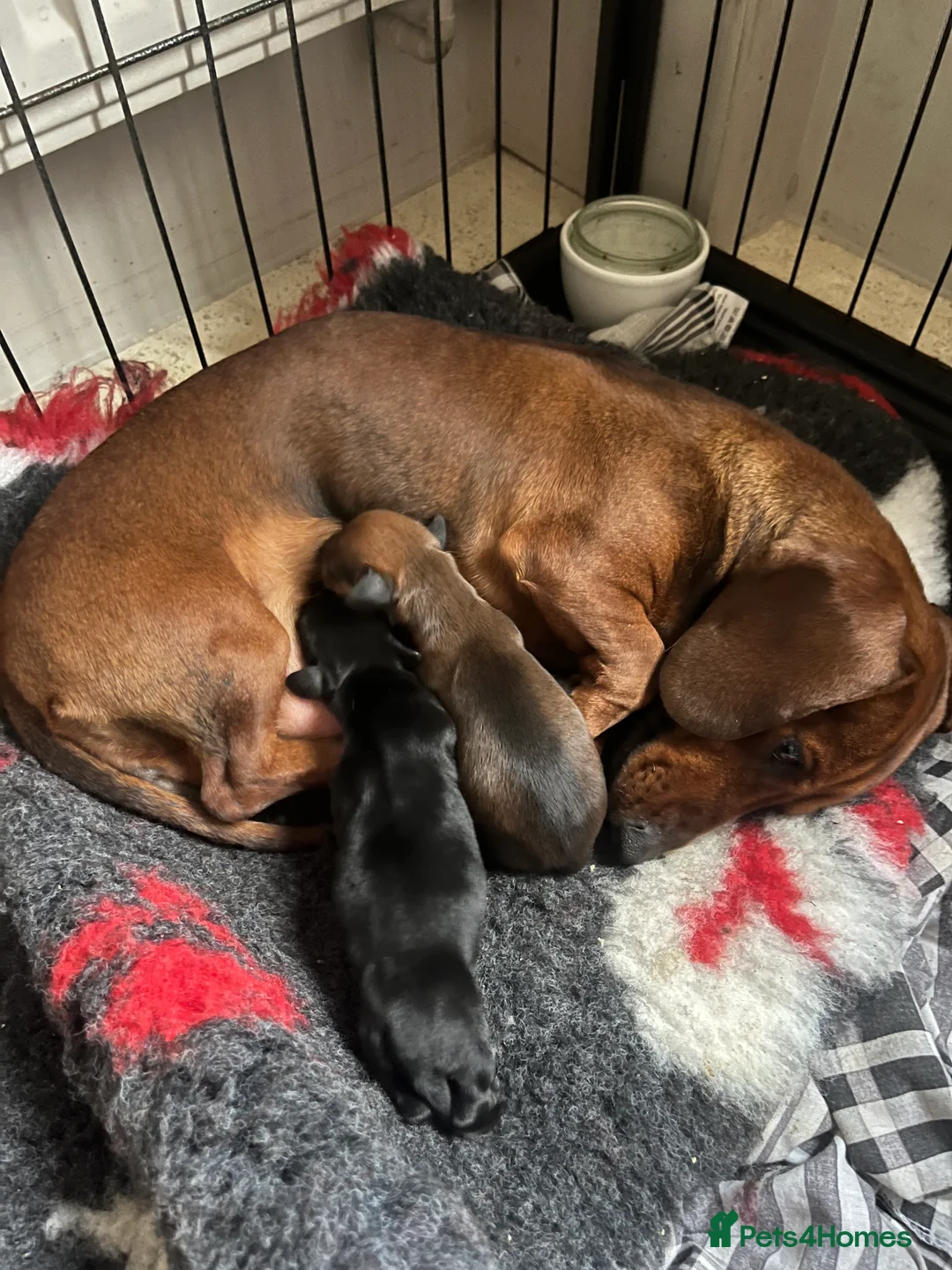 Miniature Dachshund dogs for sale: 💕Ready Now Minature Dachshund 💕 - Advert 1