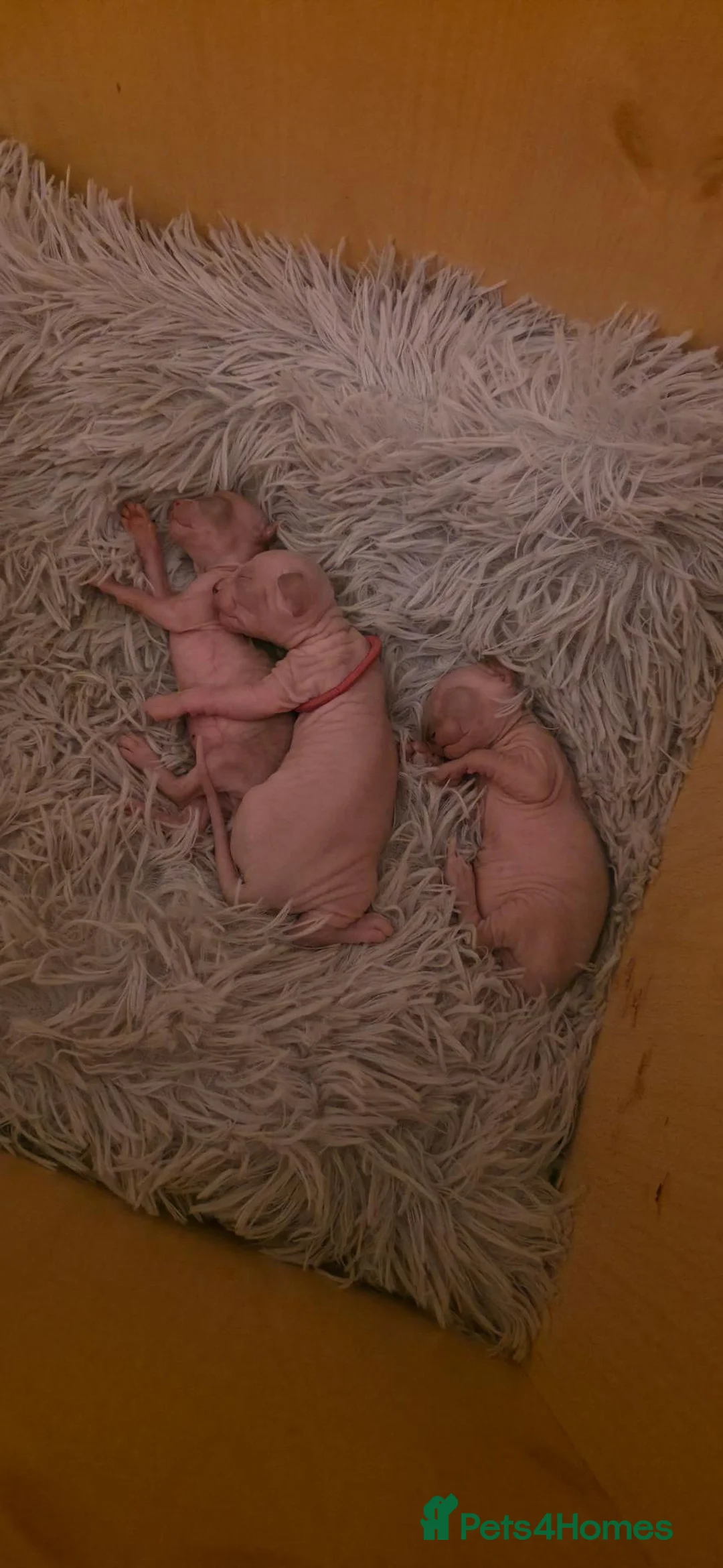 Sphynx cats for sale: Adorable Sphynx Kittens – 2 Males & 1 Female  - Advert 2