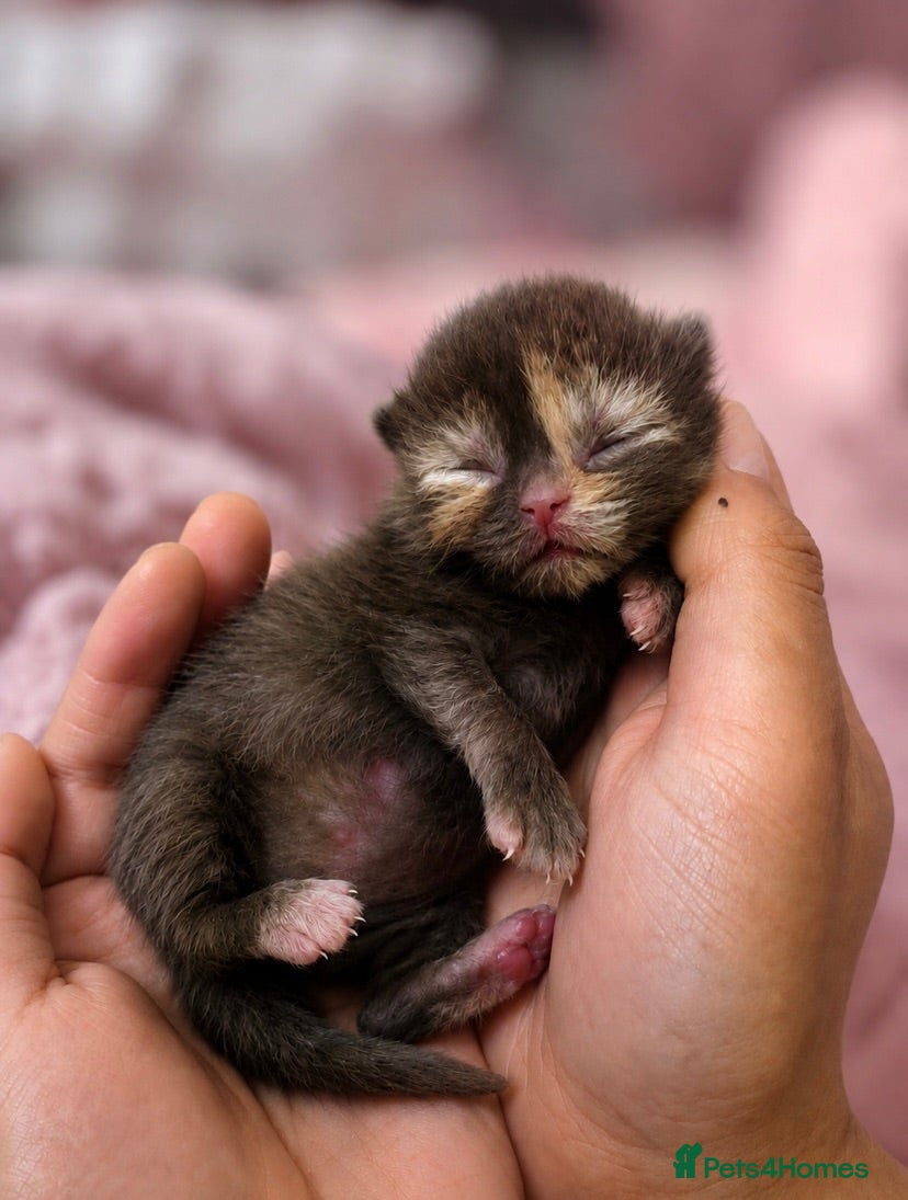 British Shorthair cats Chocolate tortie female - Advert 14