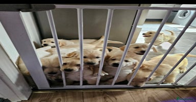 Golden Retriever dogs - Advert 1