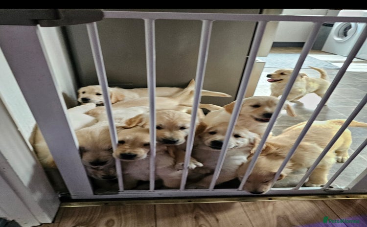 Golden Retriever dogs - Advert 4