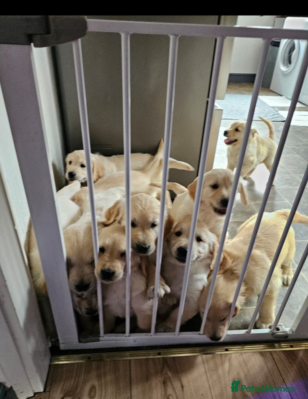 Golden Retriever dogs for sale: Ready to leave KC registered golden retriever - Image 1