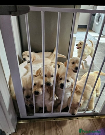 Golden Retriever dogs - Advert 1