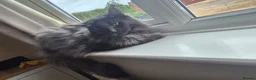Maine Coon cats for sale: Two beautiful Maine Coon  🐾 - Advert 4