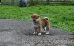 Japanese Shiba Inu dogs for sale: Health tested Japanese Shiba Inu Puppies - Image 20