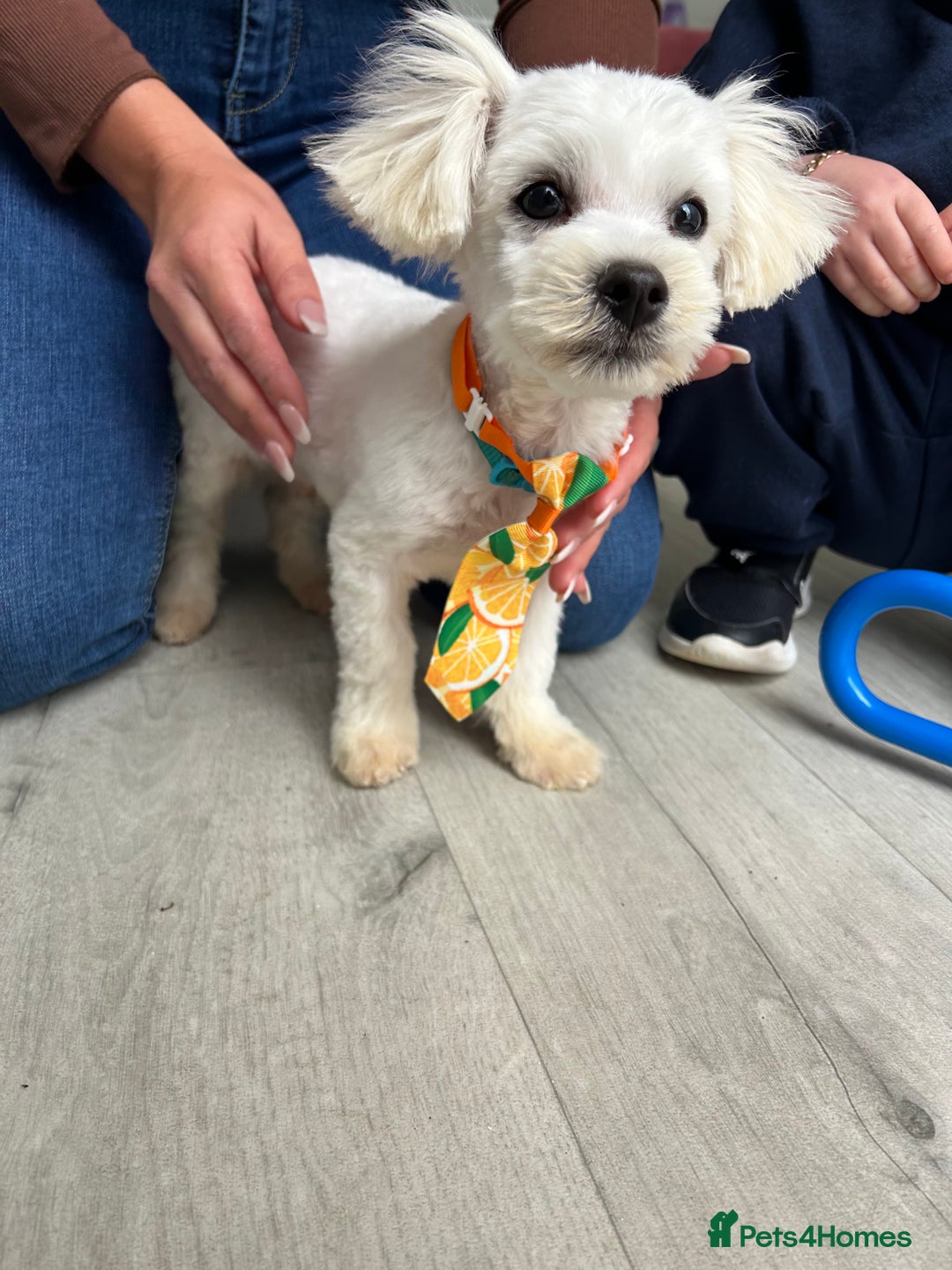 Malshi dogs for sale: Malshi boy  - Advert 5