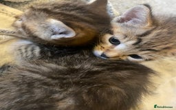 American Shorthair cats for sale: 4 kitten for sale  - Image 11