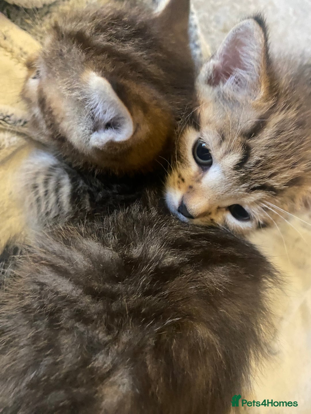 American Shorthair cats for sale: 4 kitten for sale  - Image 11
