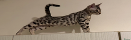 Bengal cats for sale: 🩶 BENGAL 🔥 KITTENS 🤍 TICA REGISTERED  - Advert 1