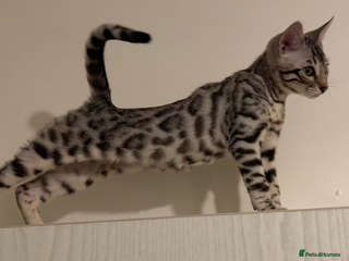 Bengal cats 🩶 BENGAL 🔥 KITTENS 🤍 TICA REGISTERED - Advert 2