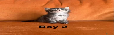Fluffy tabby (boy 2)