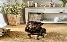 Pug dogs for sale: Chocolate Brown Pug - Image 6