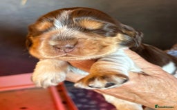 Cocker Spaniel dogs for sale: Show cocker spaniel pups  - Image 30
