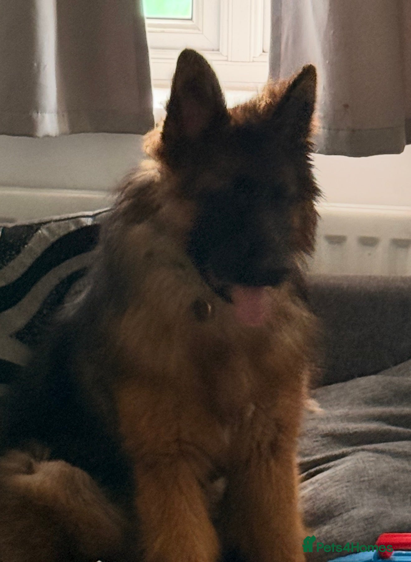 German Shepherd dogs German shepherd male  - Advert 6