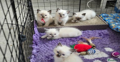 Ragdoll cats - Advert 2