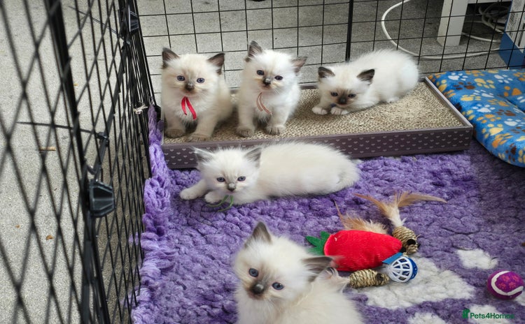 Ragdoll cats - Advert 2