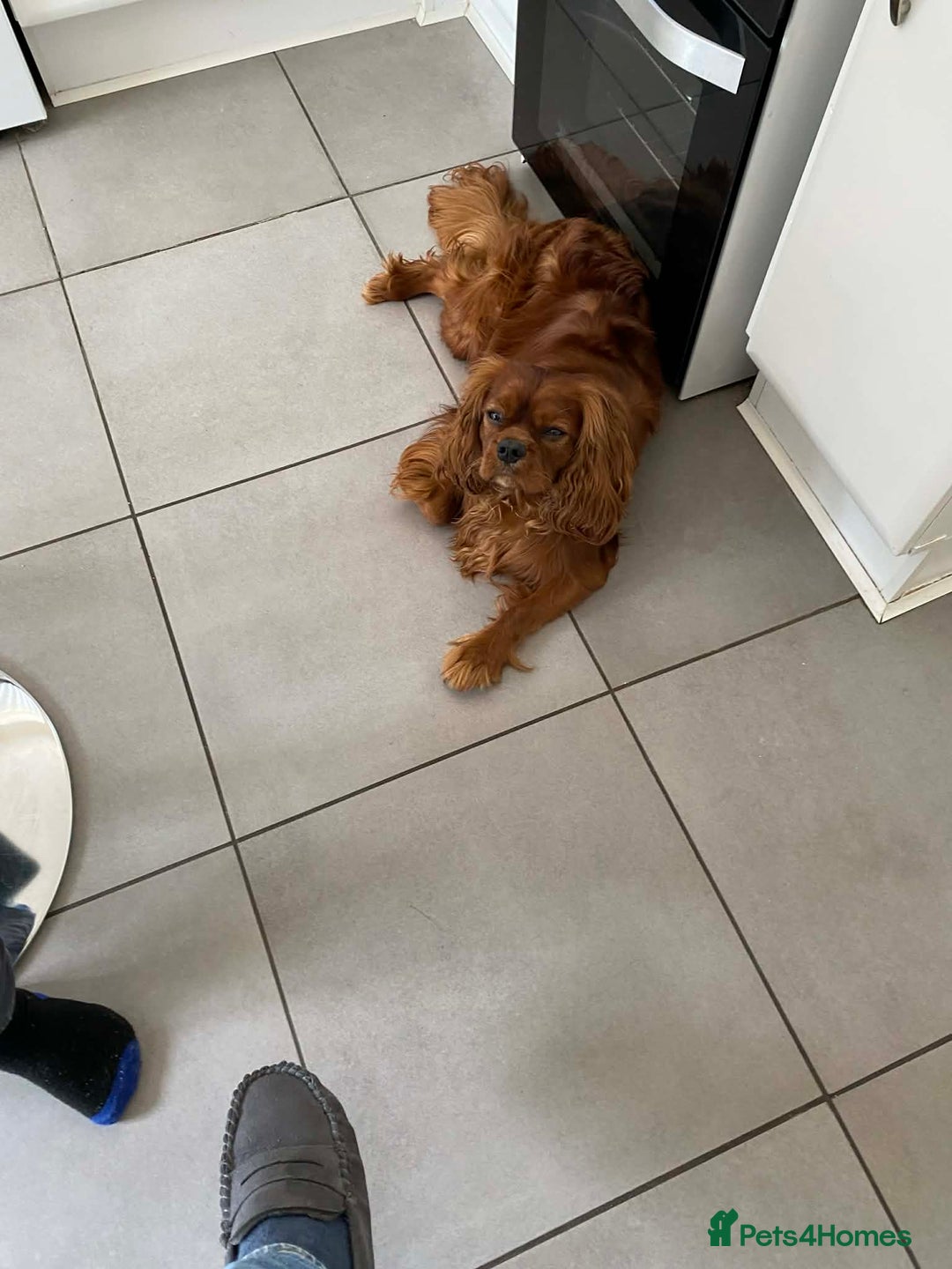 Cavalier King Charles Spaniel dogs for sale: Cavalier King Charles puppies - Advert 6