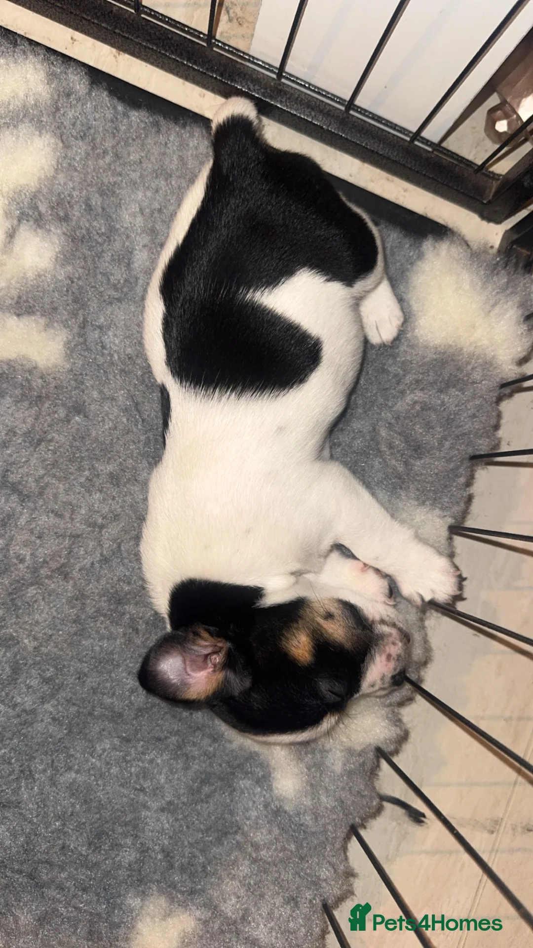 Jack Russell dogs for sale: Jack Russel.. Ready NOW 1 boy left! - Advert 2