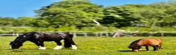 Welsh Section C horses for sale: Cob x Welsh  - Advert 9