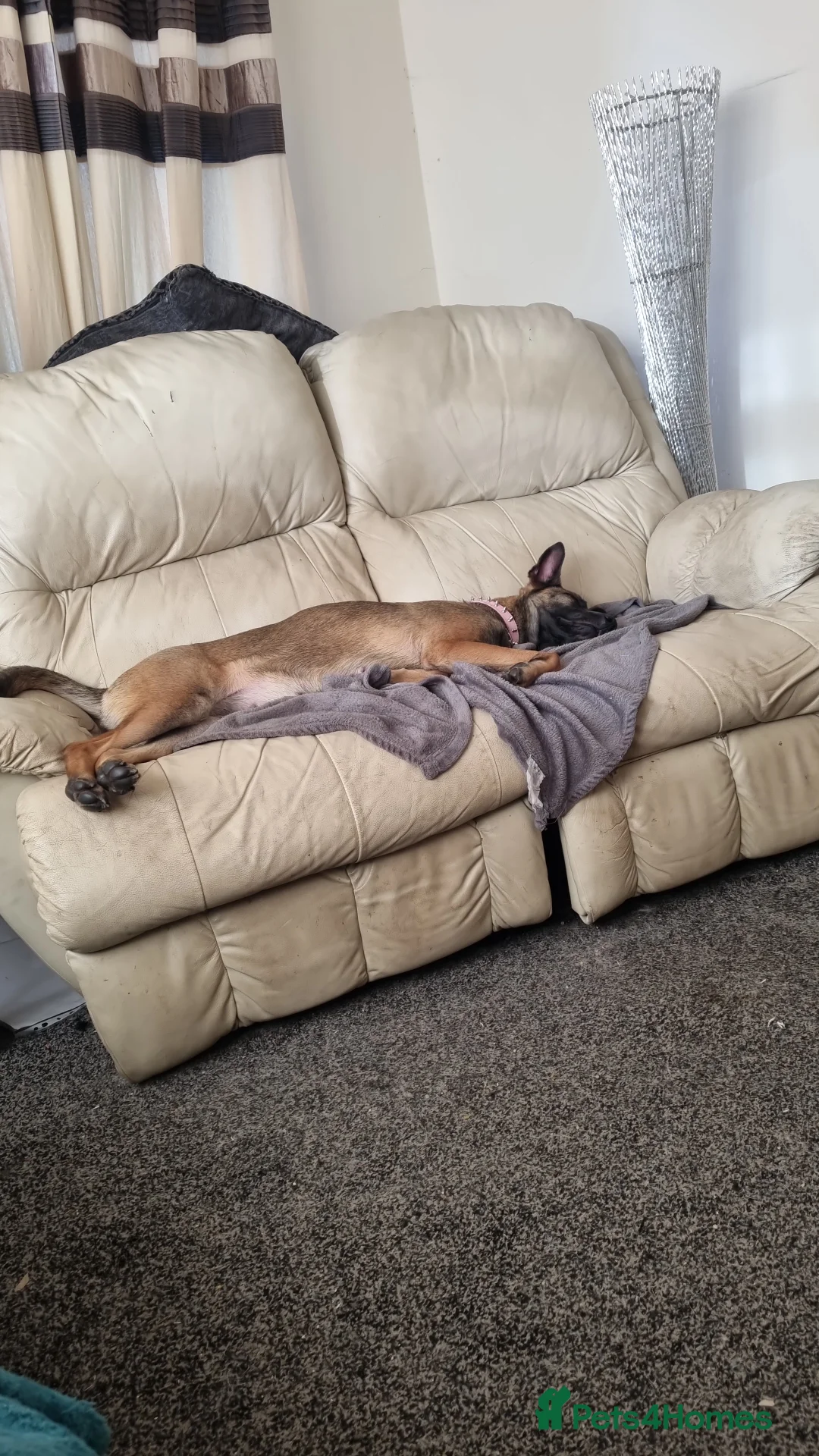 Belgian Shepherd Dog dogs for sale: zara  - Advert 6