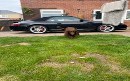 Cocker Spaniel dogs for stud: Sparkey, chocolate cocker spaniel  - Image 11