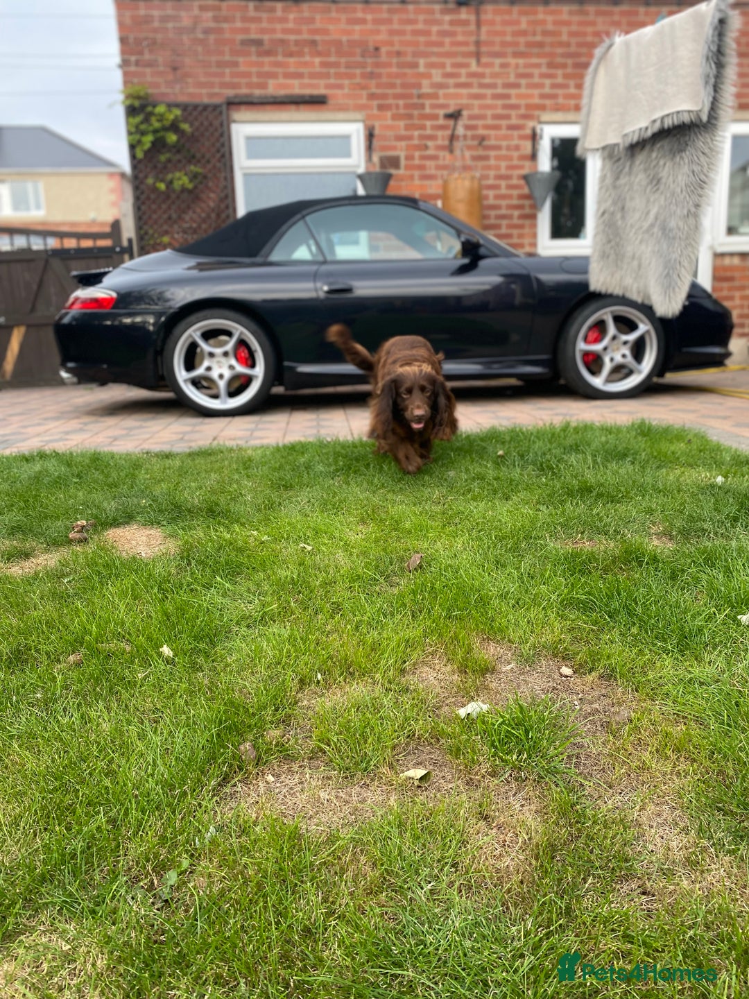 Cocker Spaniel dogs for stud: Sparkey, chocolate cocker spaniel  - Image 11