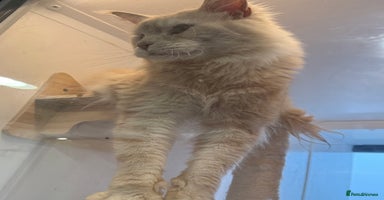 Maine Coon cats - Advert 10