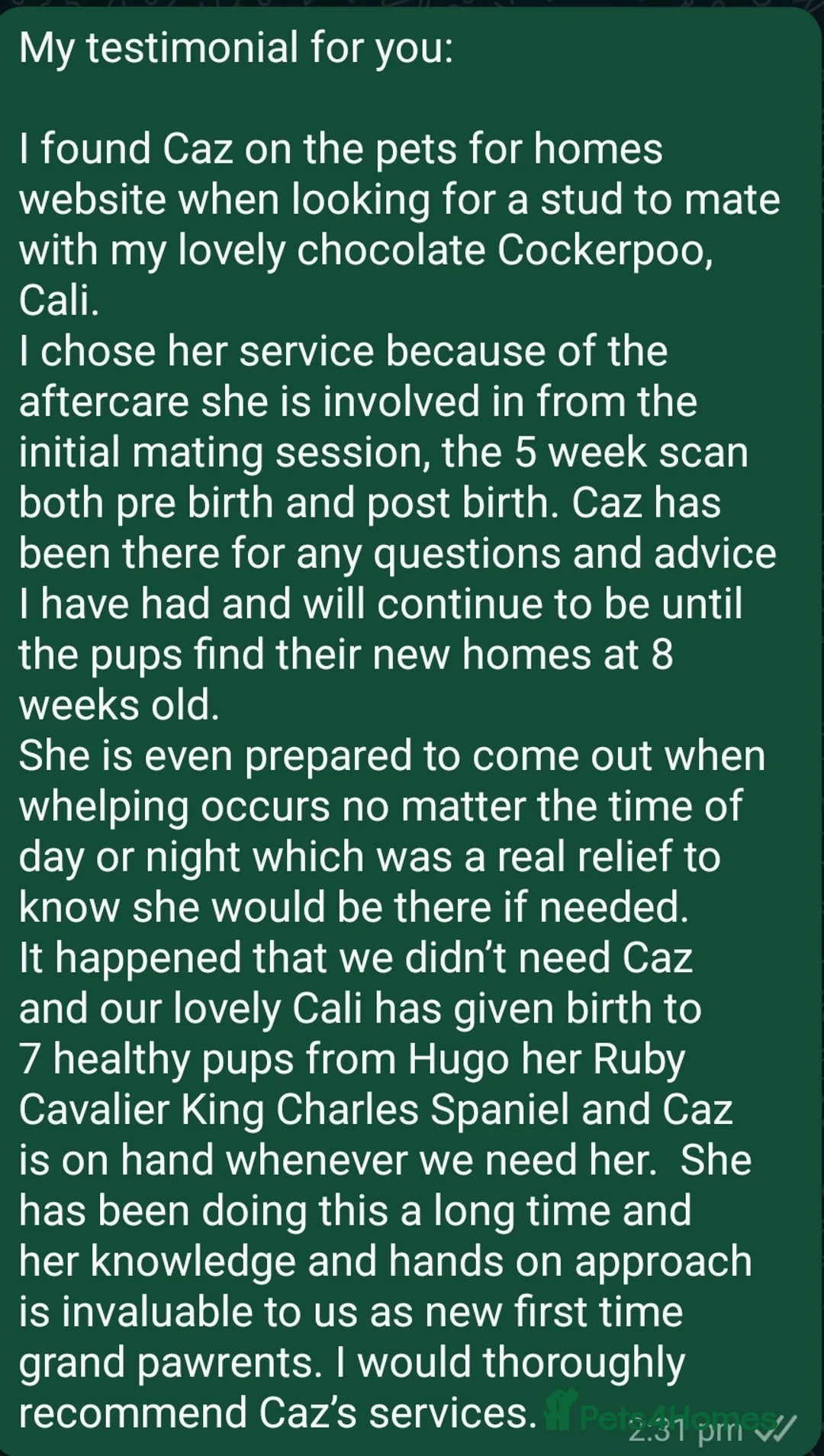 Cavalier King Charles Spaniel dogs for stud:  HEALTH TESTED kc cavalier king charles for stud  in Bedford - Advert 31