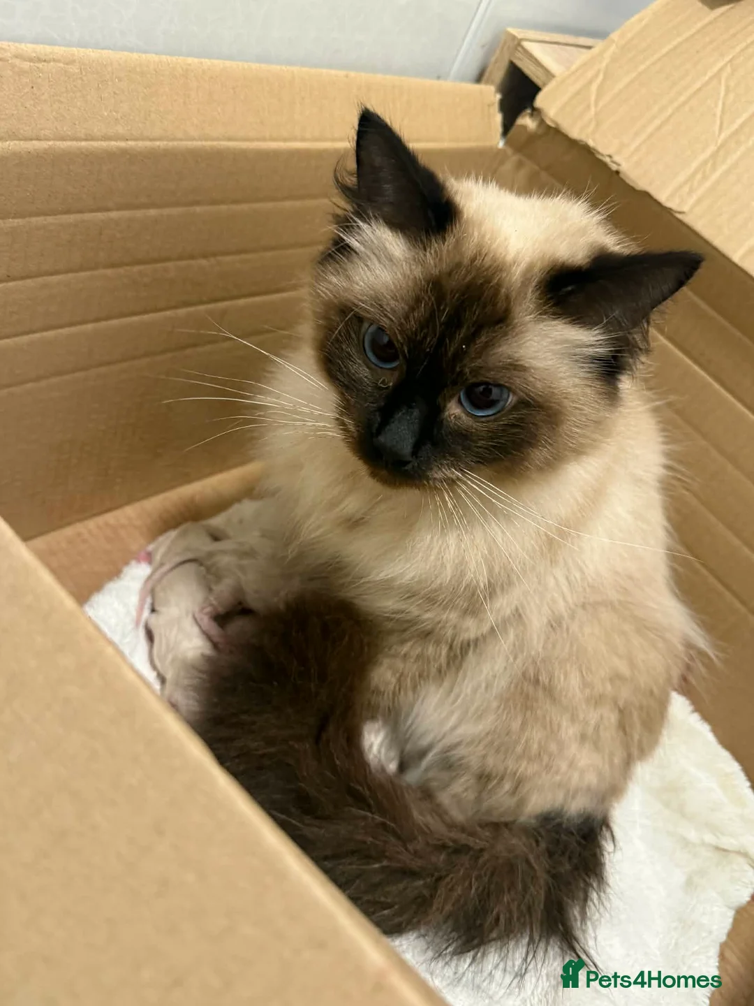 Ragdoll cats for sale: 2 gorgeous boys  - Advert 2