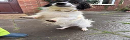 Mixed Breed dogs for adoption: Rocky - Swaffham Norfolk  in Swaffham - Advert 6