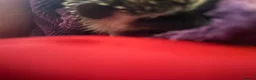 Pygmy Hedgehog rodents for sale: African Pygmy hedgheog + enclosure  - Advert 3
