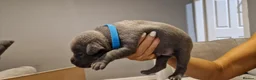 Staffordshire Bull Terrier dogs for sale: Beautiful Staffordshire Bull Terrier Puppies in Stockport - Advert 11