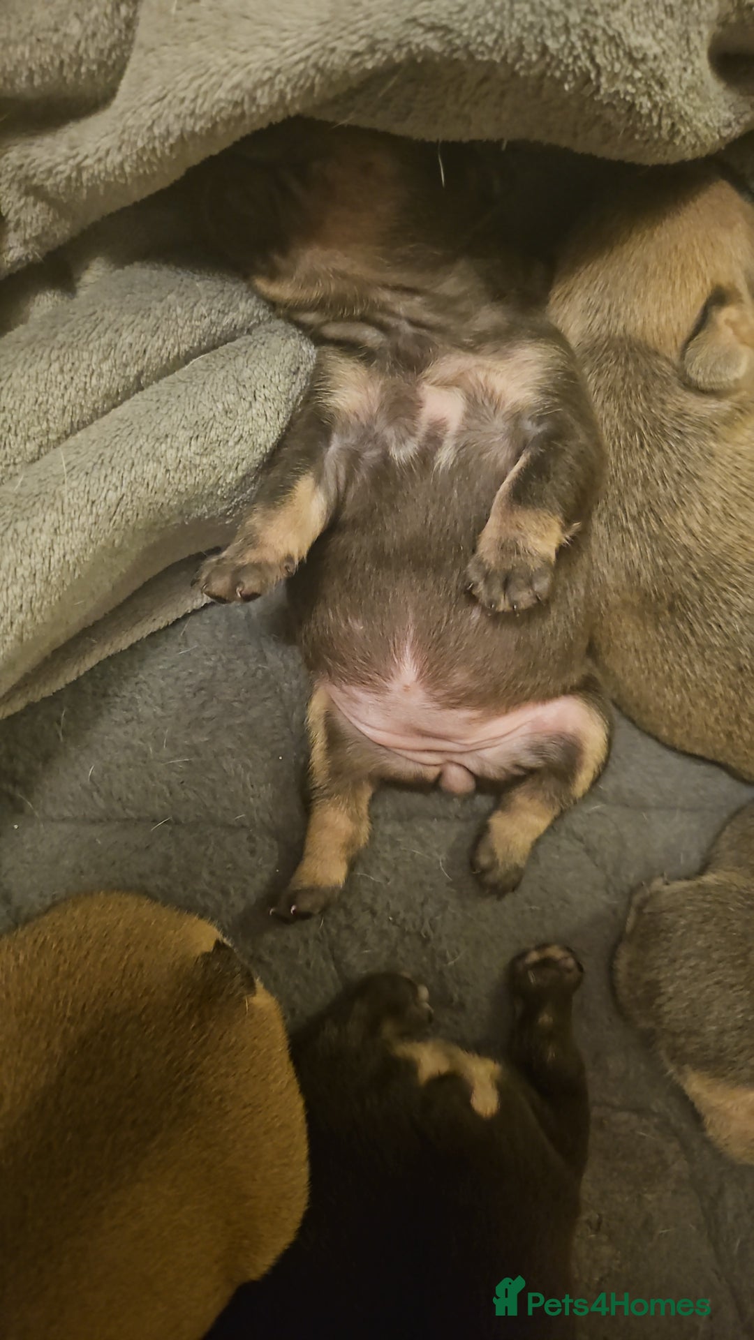 French Bulldog dogs for sale: ⚡️Exquisite 🌈 Pedigree French Bulldog Puppies ⚡️ - Image 15