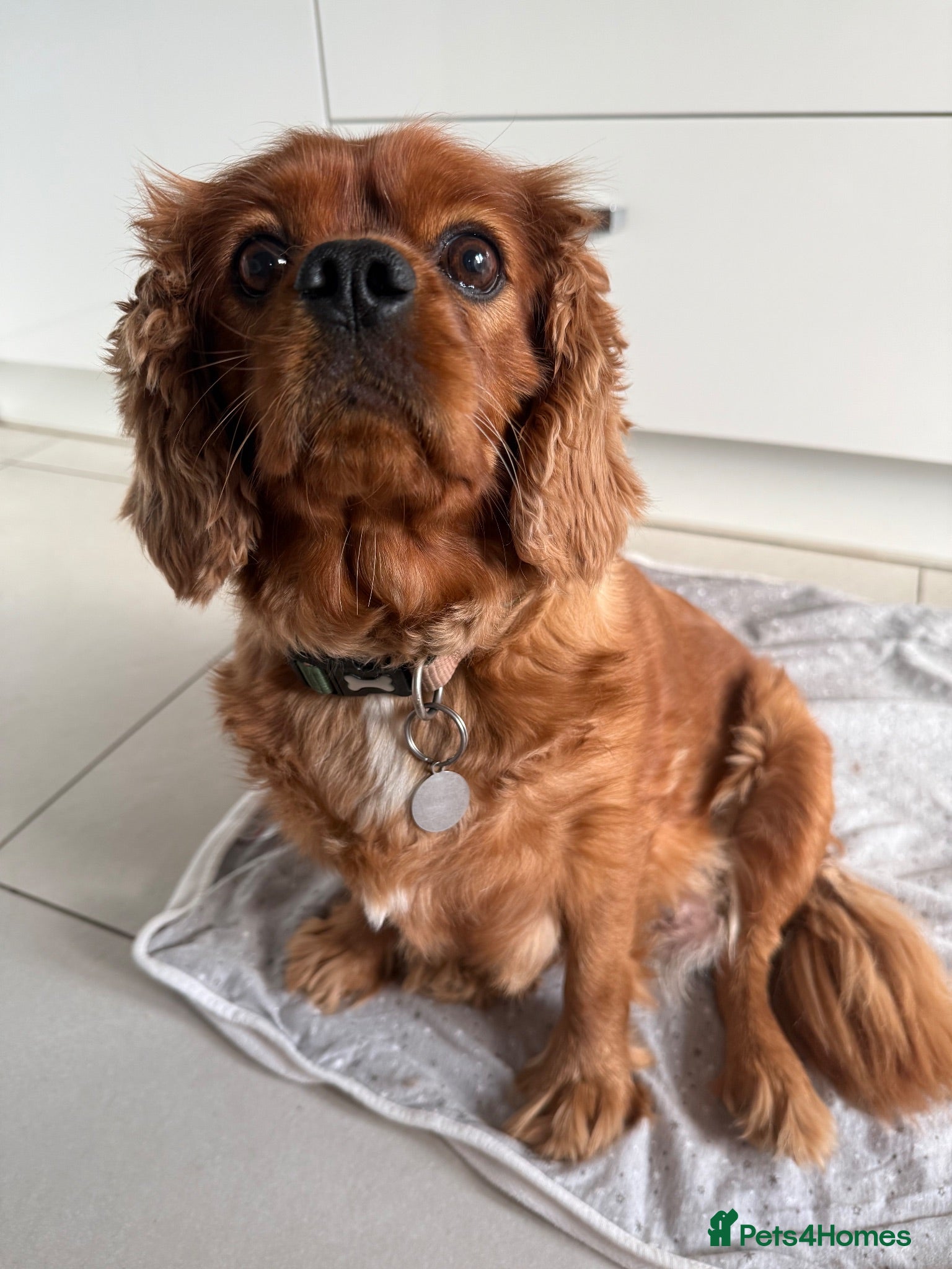 Cavalier King Charles Spaniel dogs KC Ruby Cavalier King Charles Spaniel Puppies - Advert 1