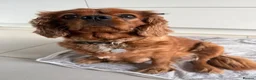 Cavalier King Charles Spaniel dogs for sale: KC Ruby Cavalier King Charles Spaniel Puppies - Advert 1
