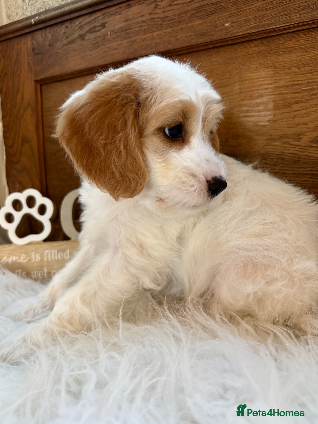 Cockapoo dogs for sale: Gorgeous Cockapoo puppies - Advert 5