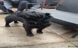 Patterdale Terrier dogs for stud: Nipper - Image 3