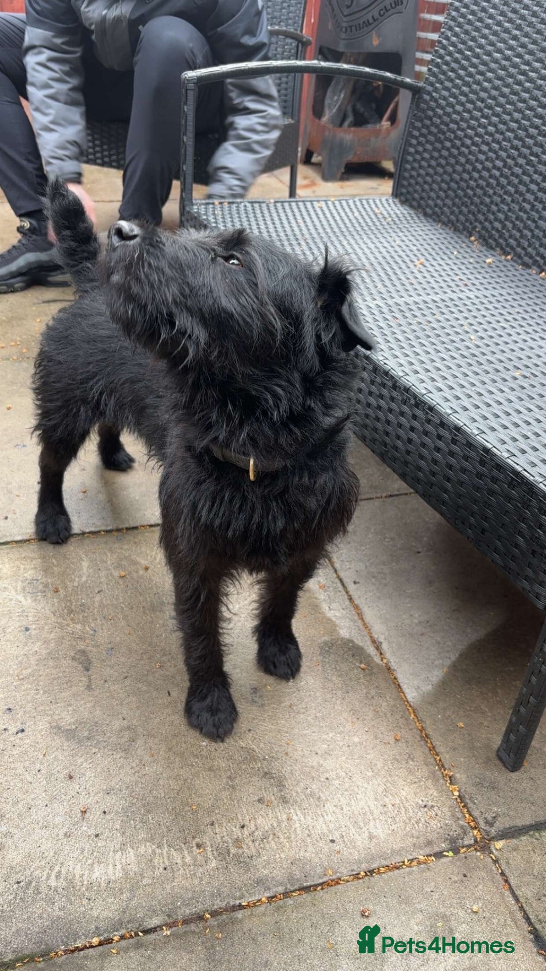 Patterdale Terrier dogs for stud: Nipper - Image 3