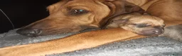 Rhodesian Ridgeback dogs for sale: 🦁RHODESIAN RIDGEBACKS PUPPIES🦁  - Advert 26