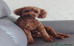 Cockapoo dogs for sale: Gorgeous Deep Red Cockapoos  - Image 12