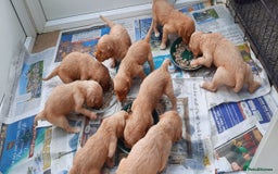 Golden Retriever dogs for sale: Golden Retriever Puppies - Image 1